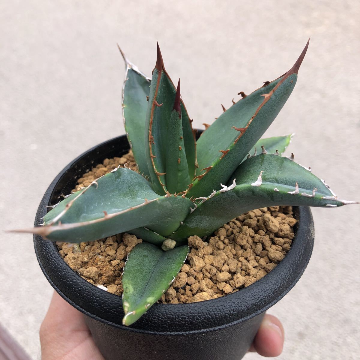 Agave purpusorum アガベ・ パープソラム 帝釈天 