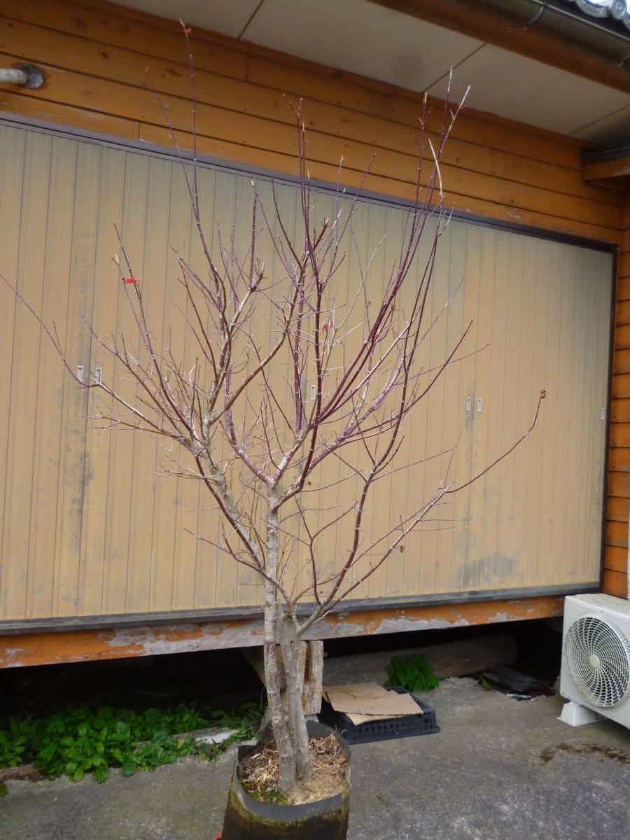 植物 イロハモミジ 株立ち イロハモミジ 株立ち 現品発送 管理80452