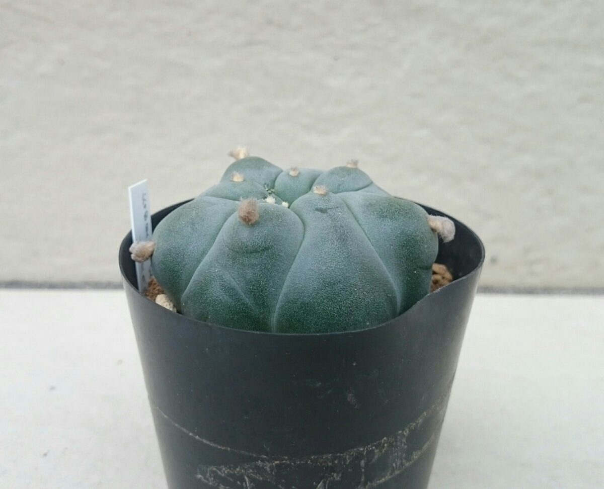 サボテン 谷田貝特疣系翠冠玉 カキ仔 検索：lophophora ロホホラ 谷田貝銀冠玉 大疣銀冠 谷田貝翠冠玉 大疣翠冠玉 黒肌翠冠玉