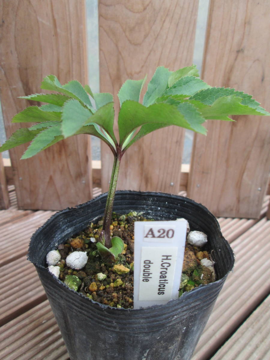 ★原種クリスマスローズ★Croaticus double★A20_1