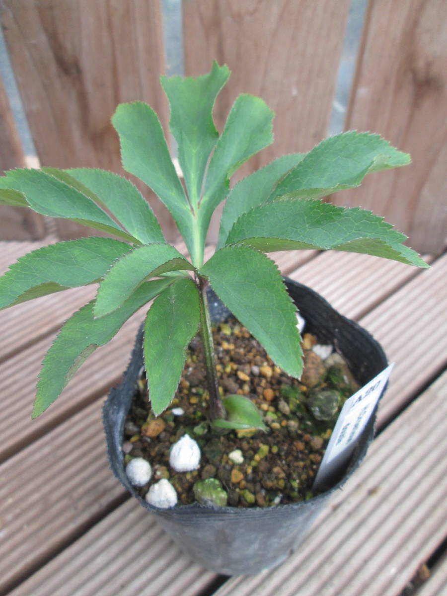 ★原種クリスマスローズ★Croaticus double★A20_2