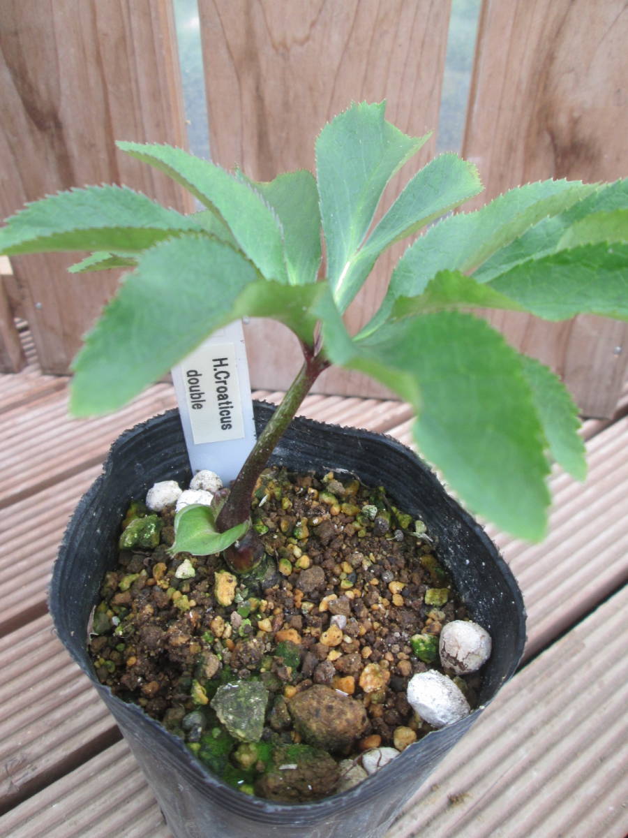 ★原種クリスマスローズ★Croaticus double★A20_3