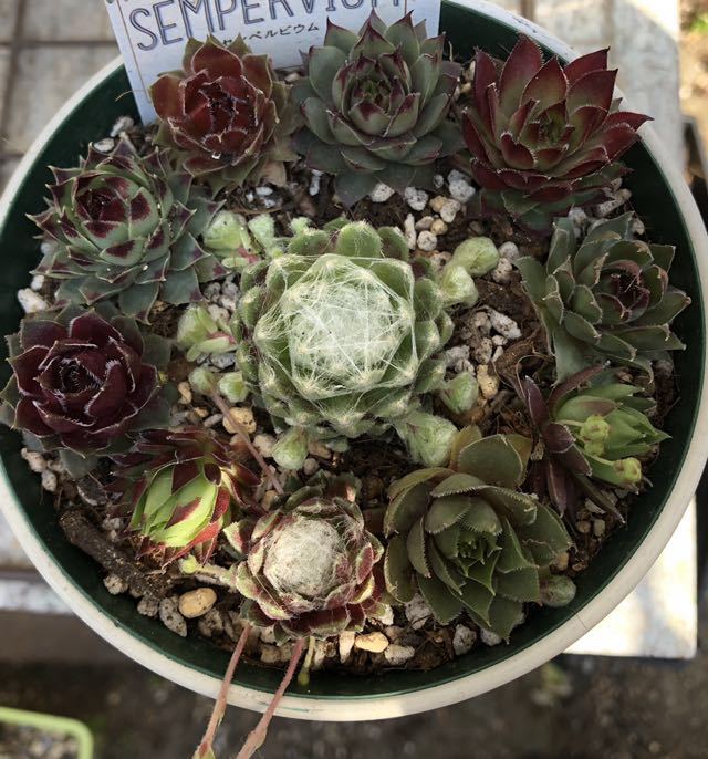 100円 多肉植物 センペルビウム 11種類 抜き苗 可愛い赤ちゃんが出始めました センペル丼にも 連休に植え付けはいかが か 観葉植物 売買されたオークション情報 Yahooの商品情報をアーカイブ公開 オークファン Aucfan Com