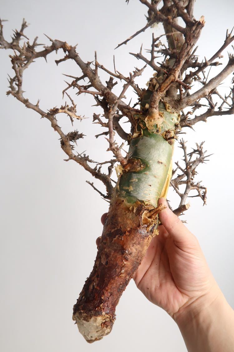コミフォラ・エミニー (Commiphora eminii) 塊根 コーデックス