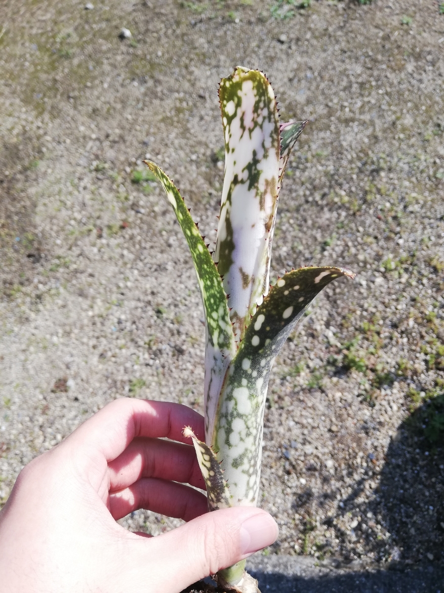 品質保証 billbergia ビルベルギア ブラボー(アナナス)｜売買されたオークション情報、yahooの商品情報をアーカイブ公開 - オークファン アナナス