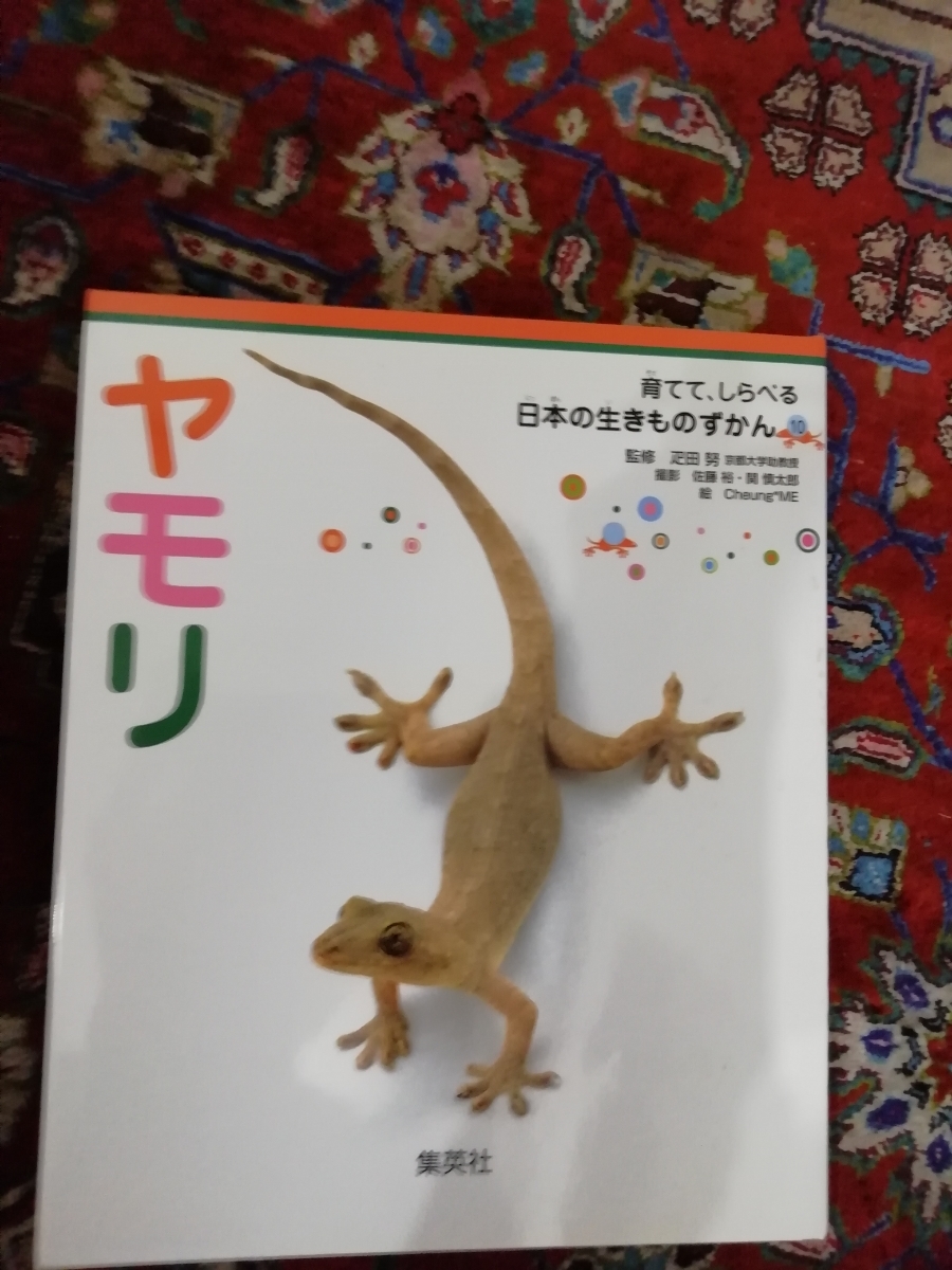日本の生ものずかん ヤモリ 集英社(図鑑)|売買されたオークション情報、yahooの商品情報をアーカイブ公開 - オークファン(aucfan.com)