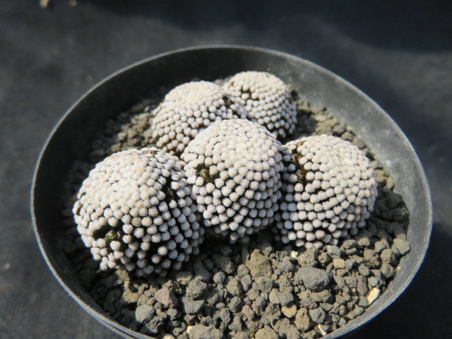 ＜サボテン・多肉植物＞ルエッティー群生