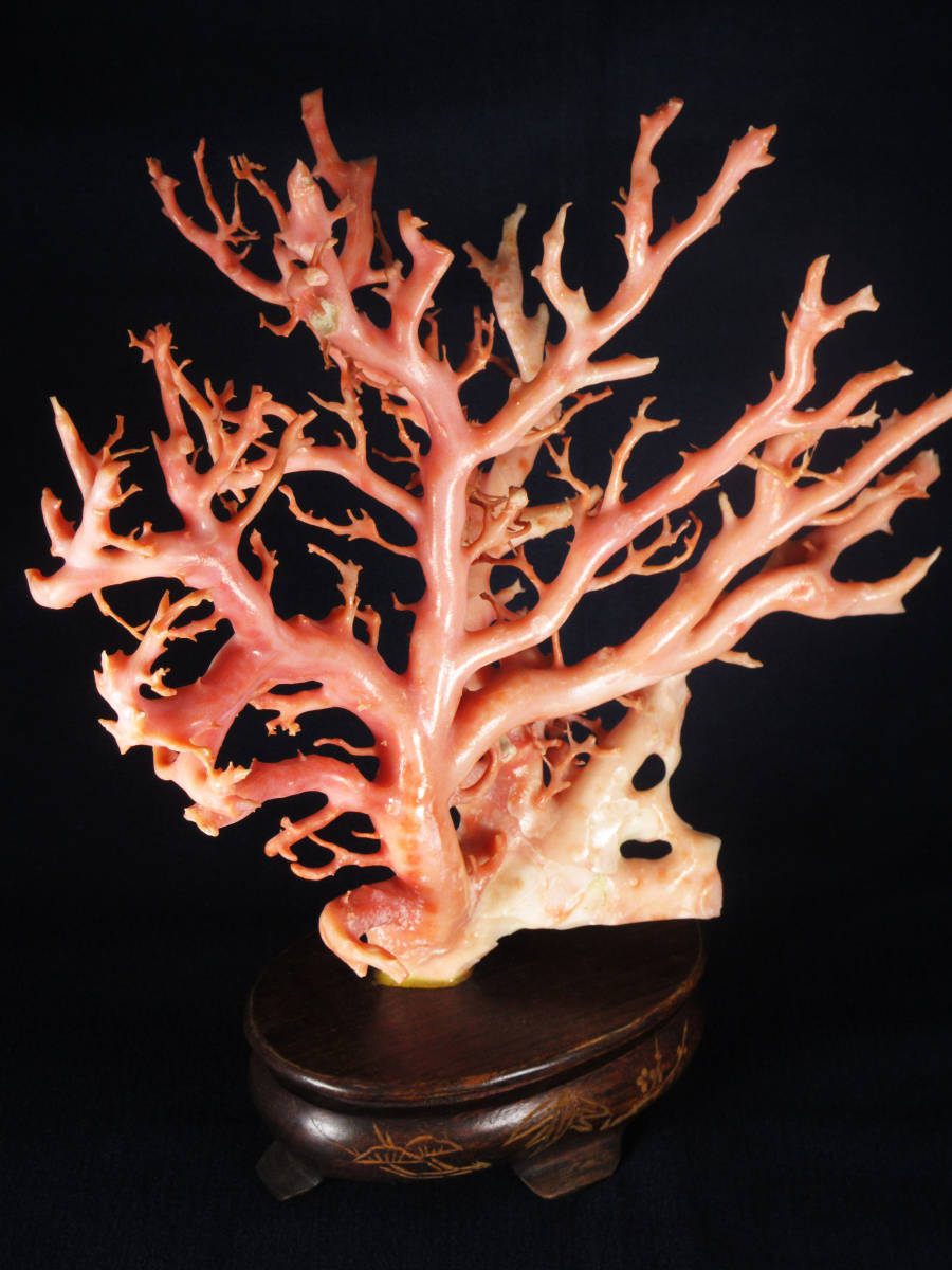 山珊瑚 サンゴ 枝 置物 オブジェ 総重量約387g 高さ20cm 山珊瑚 サンゴ 枝 置物 オブジェ 総重量約387g 高さ20cm 山珊瑚 サンゴ