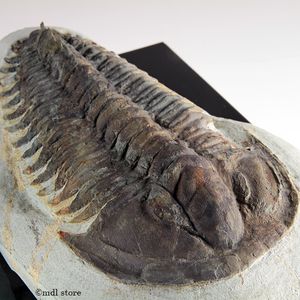 三葉虫○○○稀少種!! ○○○化石 BIGサイズ 三葉虫 bensaidi Saharops