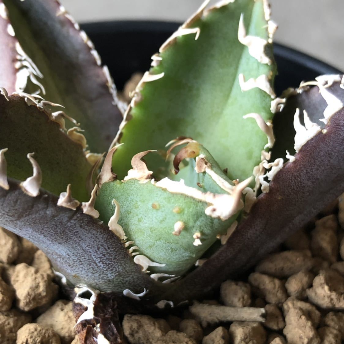 アガベ チタノタ agave titanota ④ 【公式通販】