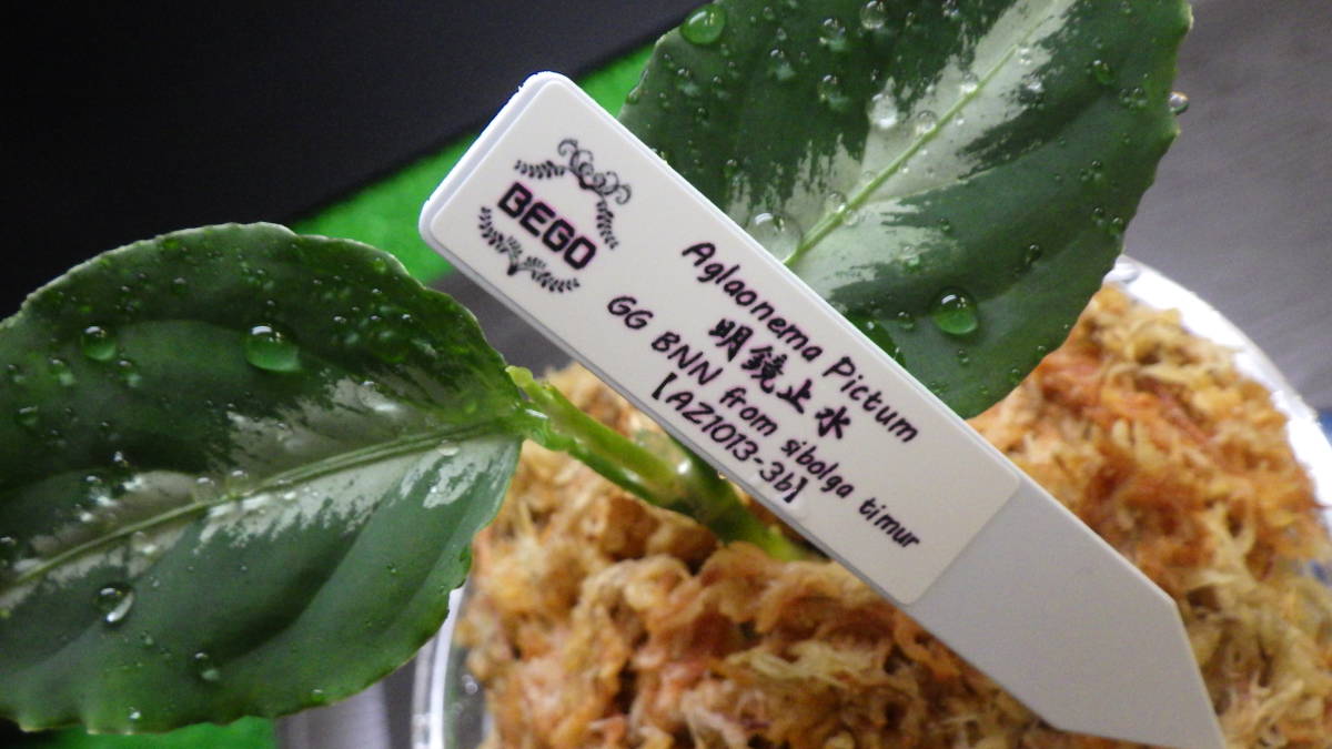 ☆BEGO-SELECT☆アグラオネマ Pictum ”明鏡 明鏡止水☆Aglaonema