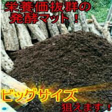 100リットル！40グラム超えの国産カブトムシ幼虫がゴロゴロ出てきた