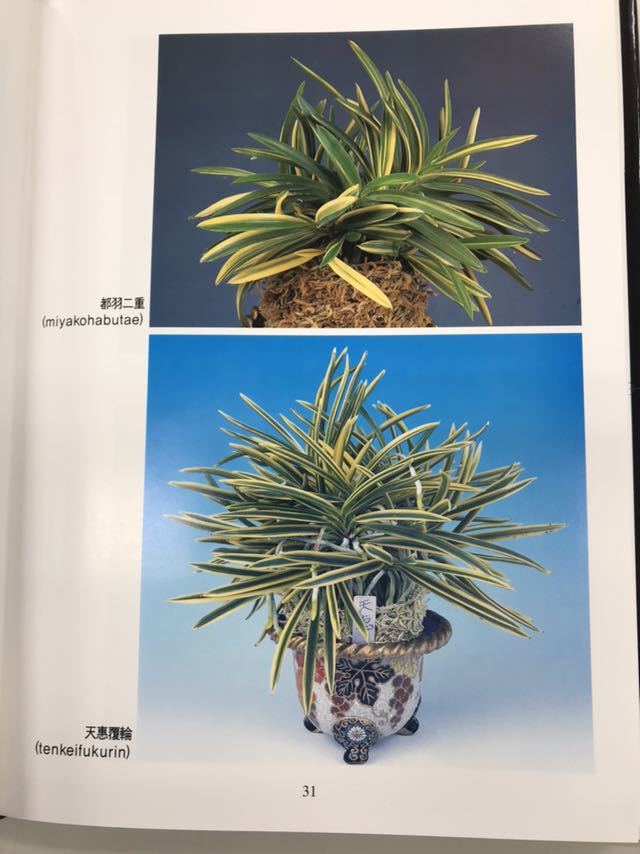 富貴蘭 本 | 315種の特徴と楽しみ方 絶版本富貴蘭事典