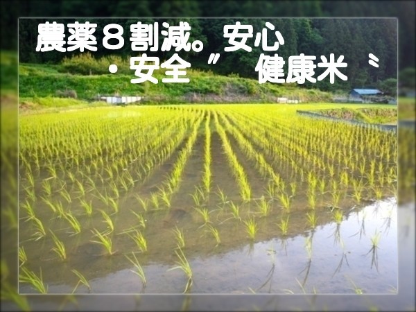 □棚田のコシヒカリ、冷めても食味が良、注文後に精米. 送料込20㎏.