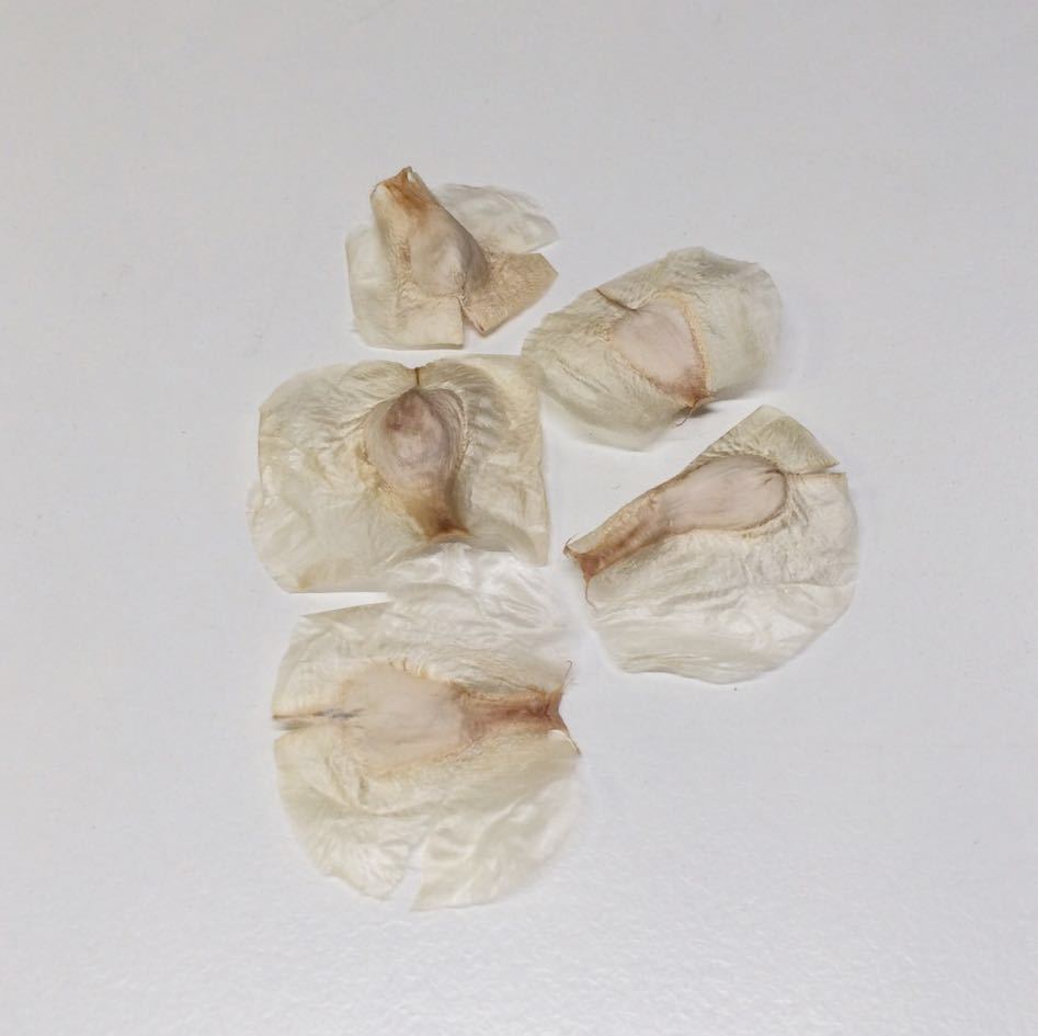 奇想天外 ウェルウィッチア ミラビリス Welwitschia mirabilis 種子