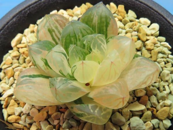 サボテン 多肉植物 1 ハオルチア 実方クーペリー錦