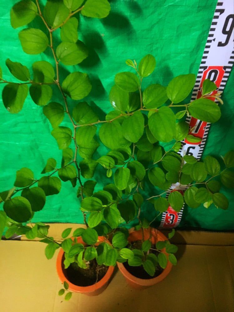 インドナツメ苗木　繋ぎ木　花つき インドナツメ なつめ 苗木 苗 苗木部 花ひろばオンライン 販売 By