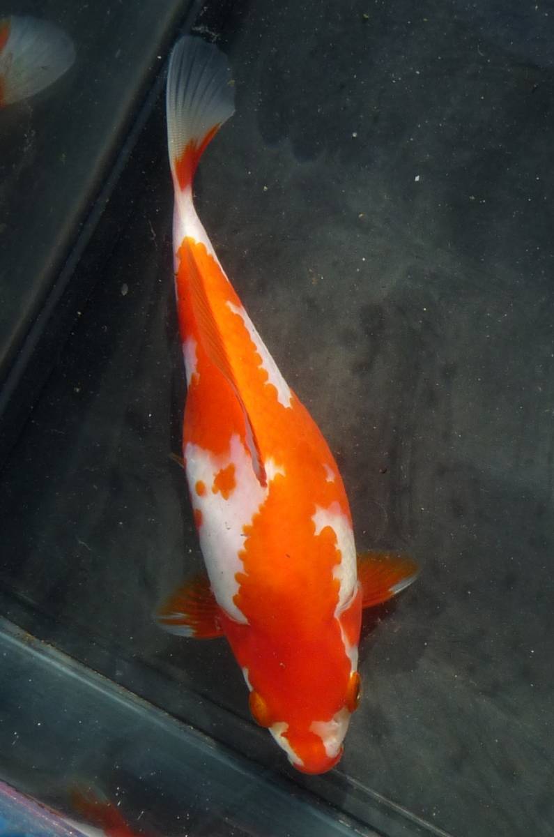 【人気，限定SALE】 no190 フナ尾の和金 サイズ16cm前後(金魚)｜売買されたオークション情報、yahooの商品情報をアーカイブ公開 - オークファン その他