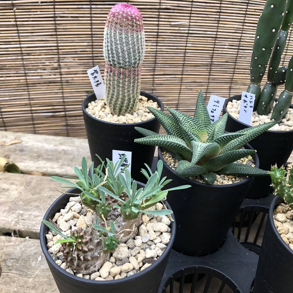 ☆魅惑の多肉植物 希少多肉植物 8種8鉢セット