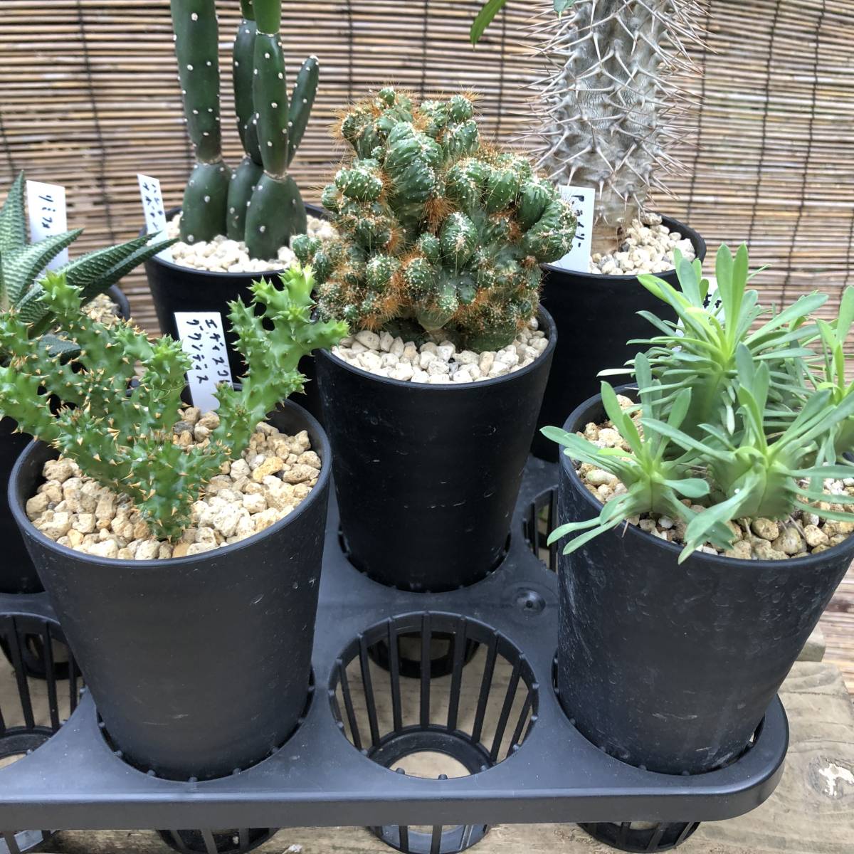 ☆魅惑の多肉植物 希少多肉植物 8種8鉢セット
