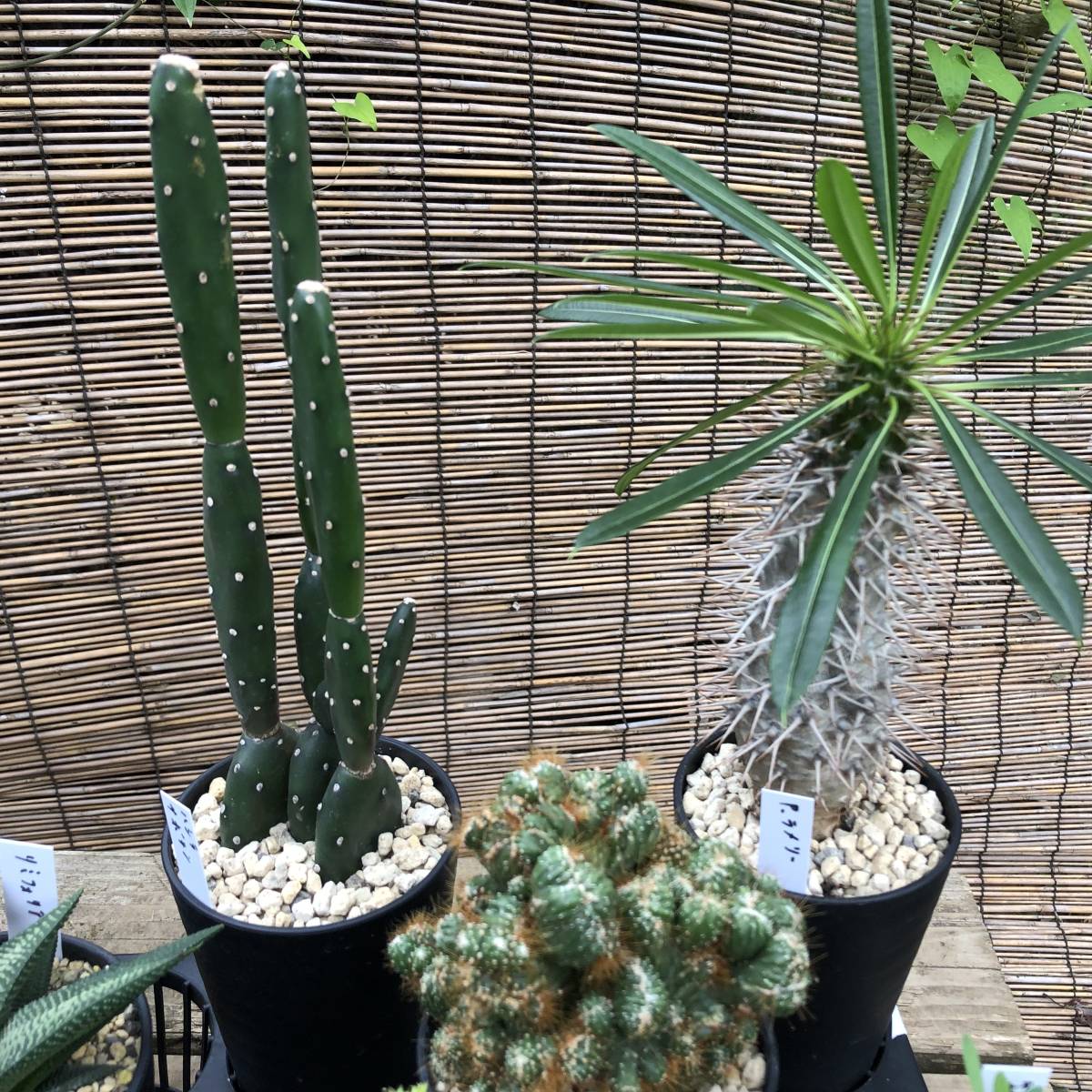 ☆魅惑の多肉植物 希少多肉植物 8種8鉢セット