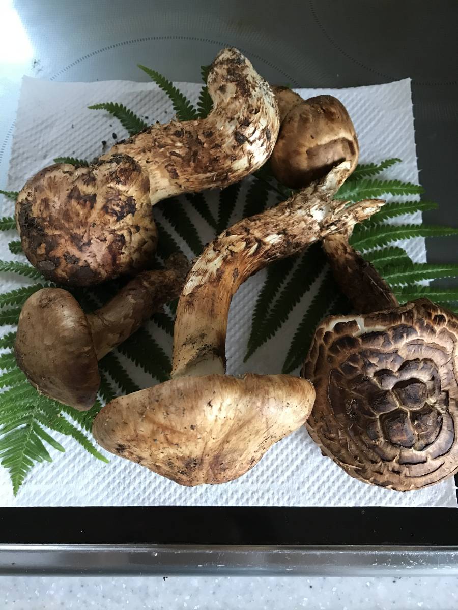 20日正午収穫 国内産 島根県産 松茸 バカマツタケ 260g