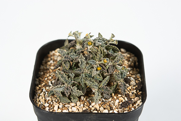 41 Euphorbia tulearensis ユーフォルビア トゥレアレンシス 特別選抜