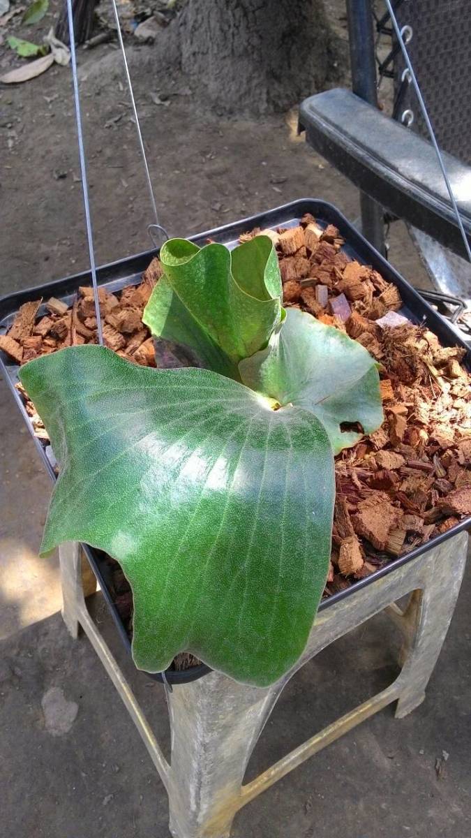 P.elephantotis x P.alcicorne var.Madagascar　@bikamori.com