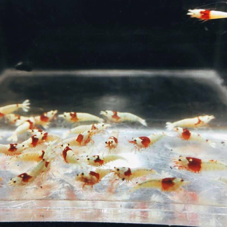 雅☆☆美個体レッドビーモスラ☆10匹☆☆_2