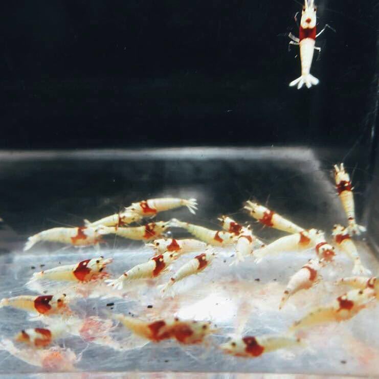 雅☆☆美個体レッドビーモスラ☆10匹☆☆_3