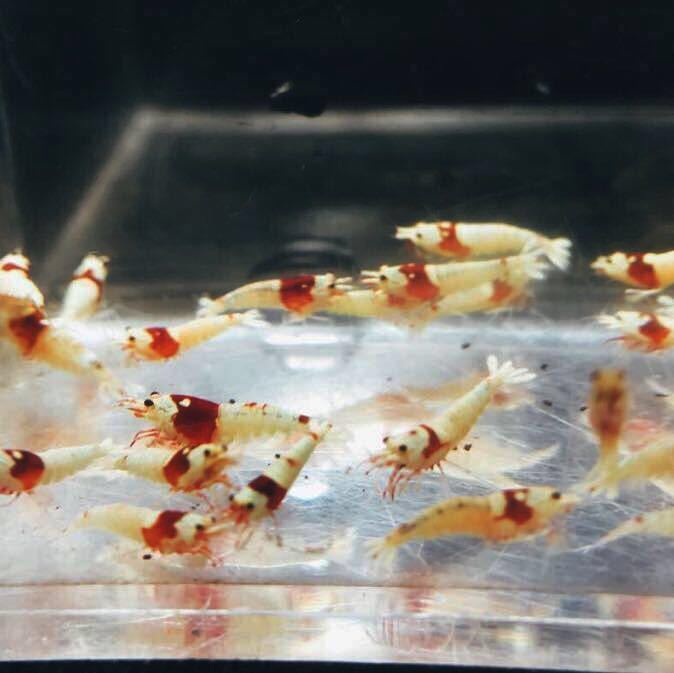 雅☆☆美個体レッドビーモスラ☆10匹☆☆_4