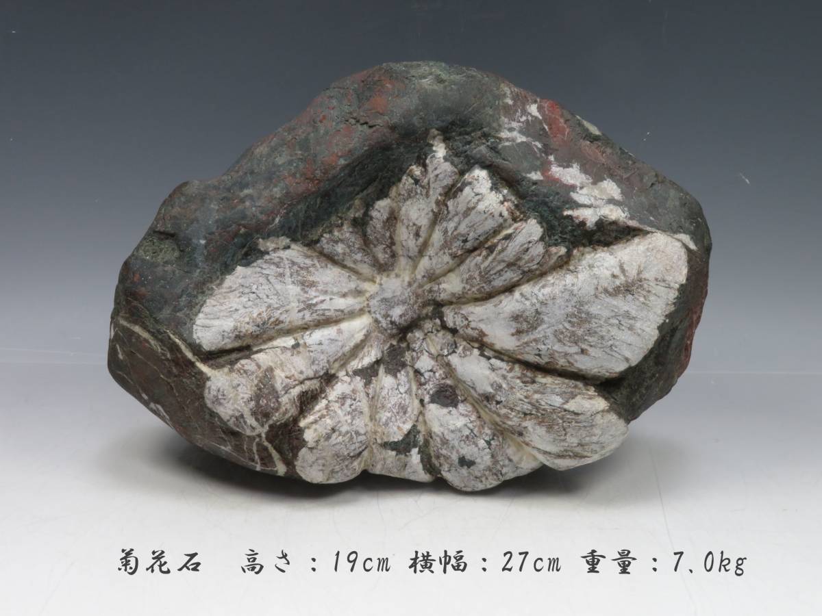 【数量限定，お得】 菊花石 高さ：19cm 横幅：27cm 重量：7.0kg 水石 観賞石 盆栽石 1907104(その他)｜売買されたオークション情報、yahooの商品情報をアーカイブ公開 - オークファン その他