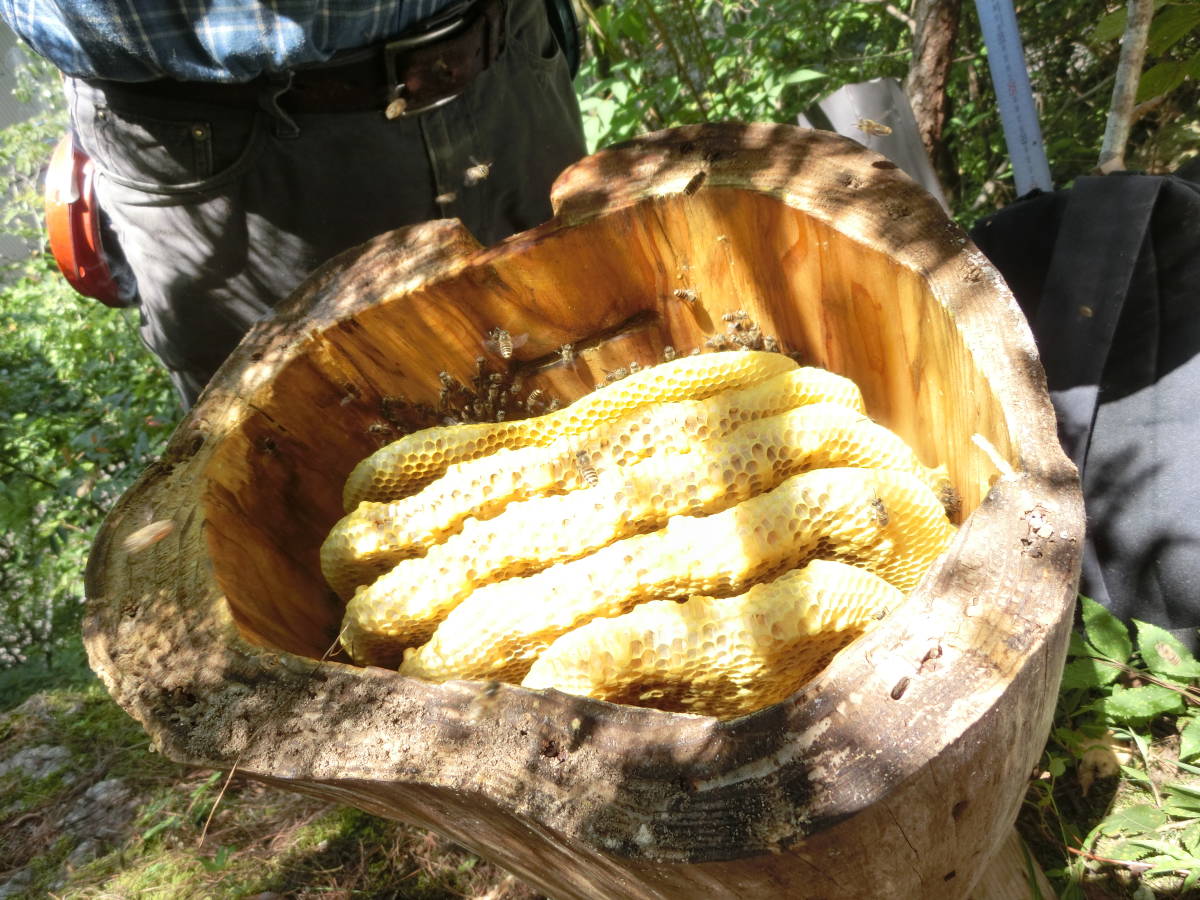 日本みつばち　自家採取　令和元年度 採れたて　百花蜂蜜　はちみつ　ハチミツ　1200グラム 高知県産_4