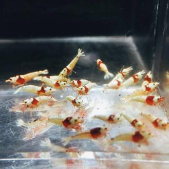 雅☆☆美個体レッドビーモスラ☆10匹☆☆_1