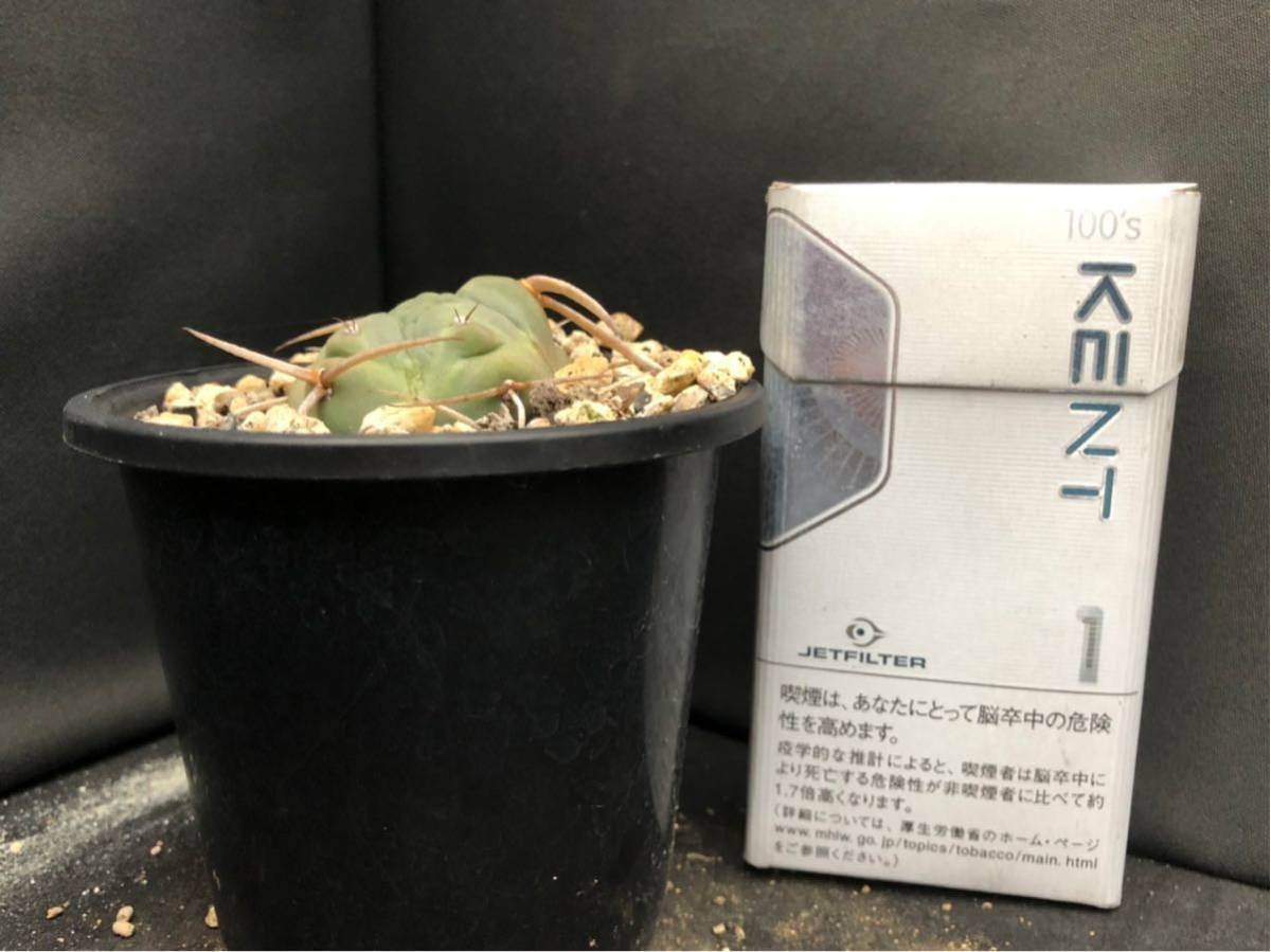 ギムノカリキュウム 実生 光琳玉モンスト 刺無し サボテン多肉植物
