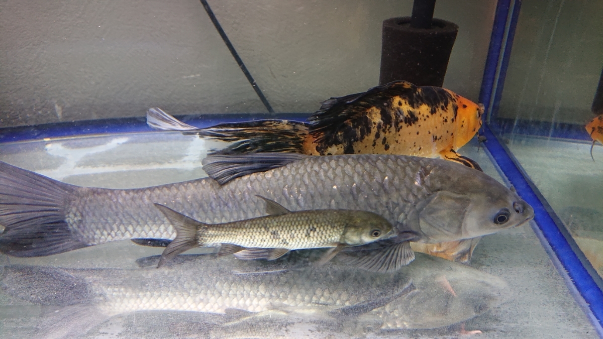 アオウオ、ソウギョ、ハイブリッド金魚