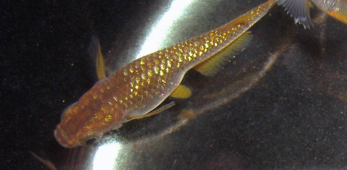 琥珀ラメ メダカの卵 １５個 A 虹色 レインボー ラメ めだかの卵 めだか 売買されたオークション情報 Yahooの商品情報をアーカイブ公開 オークファン Aucfan Com