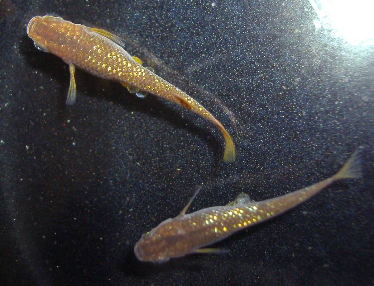 琥珀ラメ メダカの卵 １５個 A 虹色 レインボー ラメ めだかの卵 めだか 売買されたオークション情報 Yahooの商品情報をアーカイブ公開 オークファン Aucfan Com