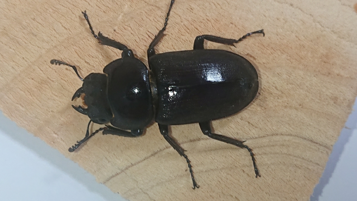 大きめ 美形 即ブリ WF2 ヤエヤマコクワガタ ペア ヤエヤマコクワ コクワ
