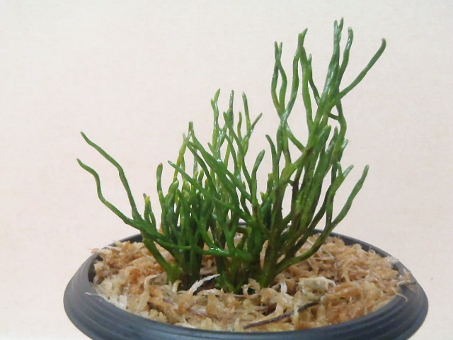 得価，新品 花園園芸 ＭＲ１０.別格稀貴品 青龍角 １００円スタート/松葉蘭/マツバラン/シダ/古典植物/斑入り植物/山野草/観葉植物(鉢植え)｜売買されたオークション情報、yahooの商品情報をアーカイブ その他