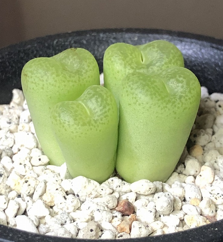 格安，人気 ヘルマリウム hermarium smorenskadu SH Conophytum コノフィツム 多肉植物(サボテン)｜売買されたオークション情報、yahooの商品情報をアーカイブ公開 - オークファン サボテン
