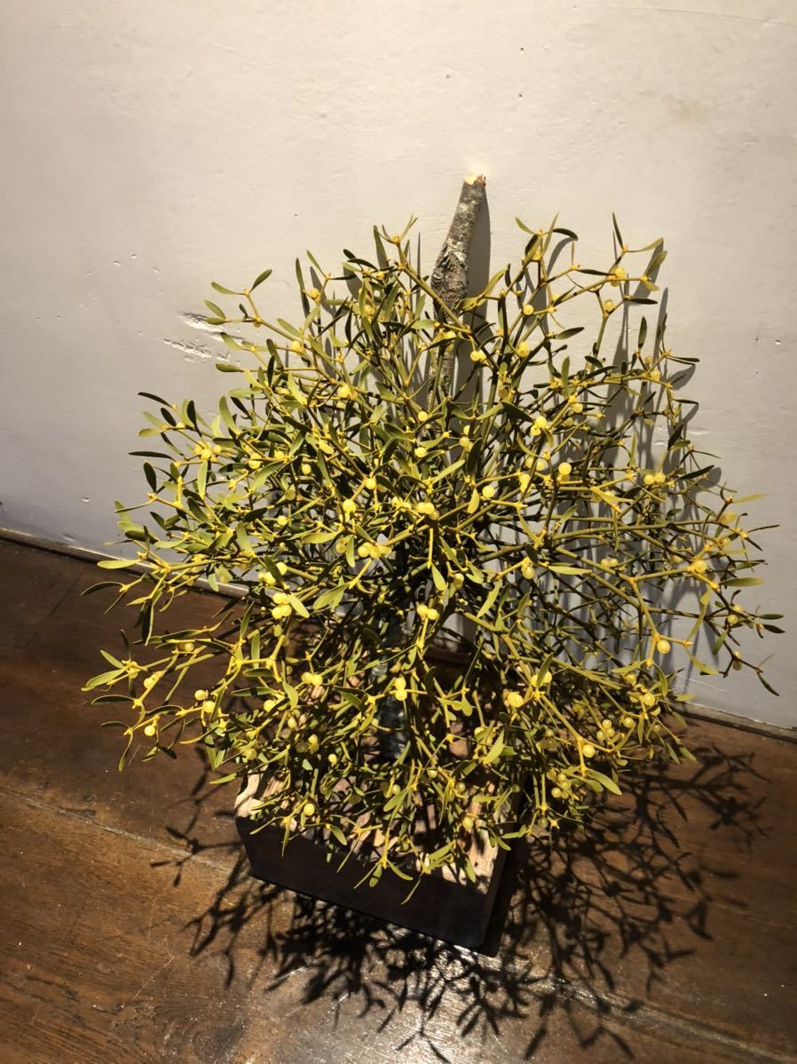 50 ヤドリギ 寄生木 黄色実付き 枝付き リース クリスマス 160センチ発送 クリスマスリース 売買されたオークション情報 Yahooの商品情報をアーカイブ公開 オークファン Aucfan Com