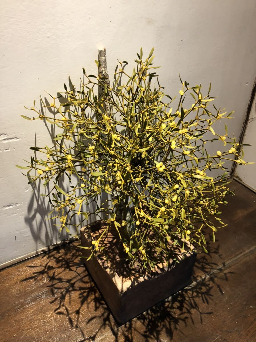 50 ヤドリギ 寄生木 黄色実付き 枝付き リース クリスマス 160センチ発送 クリスマスリース 売買されたオークション情報 Yahooの商品情報をアーカイブ公開 オークファン Aucfan Com