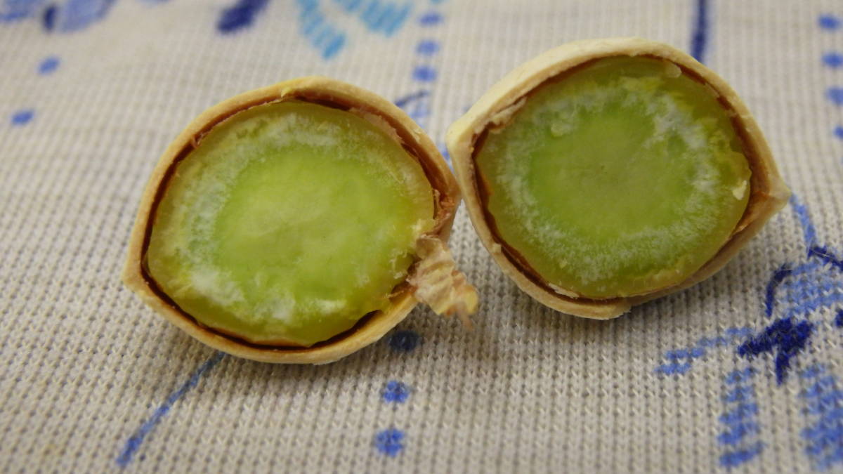 Oz791 銀杏の実 １升 計測時約1kg ぎんなん ギンナン 自家製 無農薬 炊き込みごはん 茶碗蒸し 串焼きにどうぞ 果物 売買されたオークション情報 Yahooの商品情報をアーカイブ公開 オークファン Aucfan Com