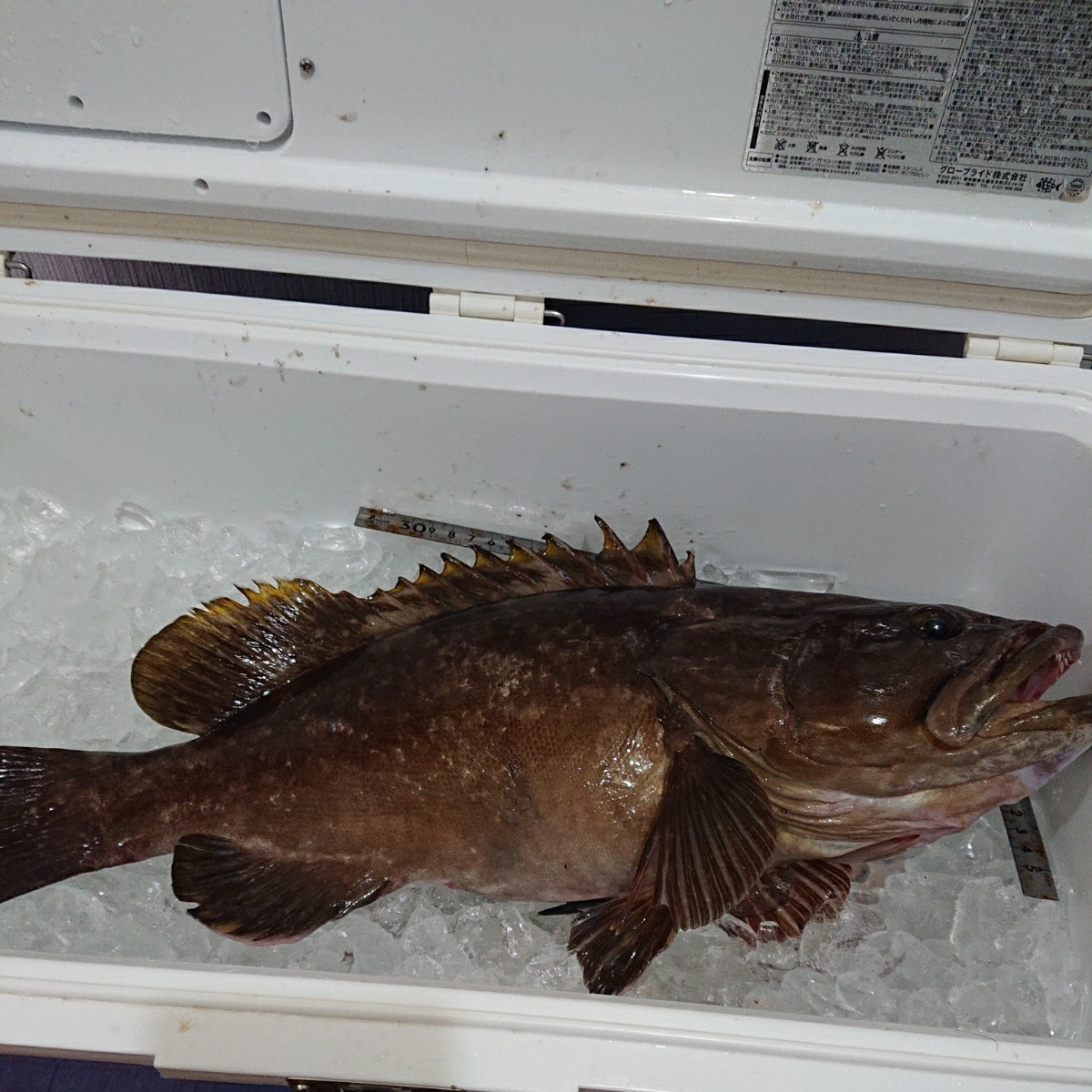 クエ アラ モロコ 対馬産 天然 2，3キロ 高級魚 激安すぎるヤツ！
