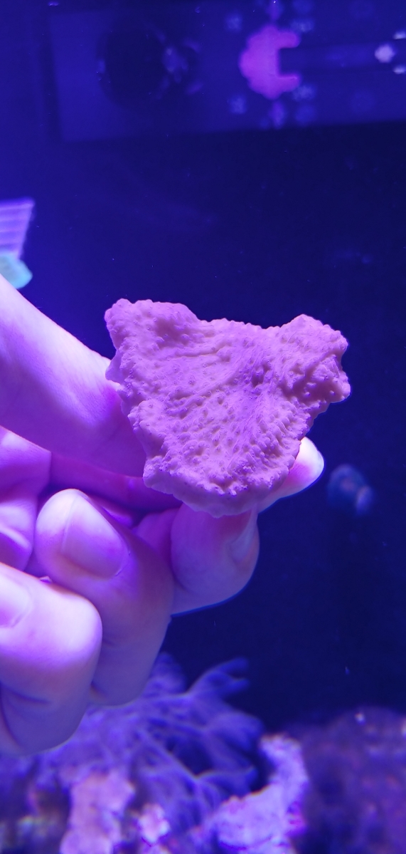  ウスコモン 赤色 フラグ ウスコモンサンゴ(海水魚)｜売買されたオークション情報、yahooの商品情報をアーカイブ公開 - オークファン 海水魚