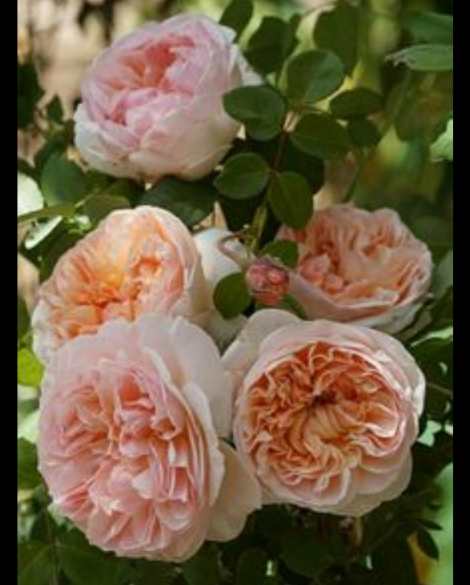 庭整理 エブリン デビットオースチン イングリッシュローズ 接木苗 薔薇 バラ苗 鉢植え つるバラ ローズ ロザリアン バラ 売買されたオークション情報 Yahooの商品情報をアーカイブ公開 オークファン Aucfan Com