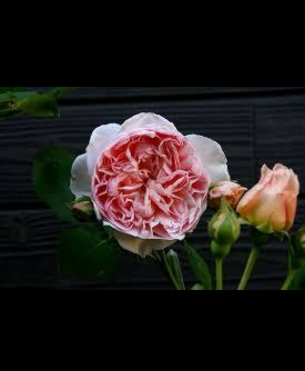 庭整理 エブリン デビットオースチン イングリッシュローズ 接木苗 薔薇 バラ苗 鉢植え つるバラ ローズ ロザリアン バラ 売買されたオークション情報 Yahooの商品情報をアーカイブ公開 オークファン Aucfan Com