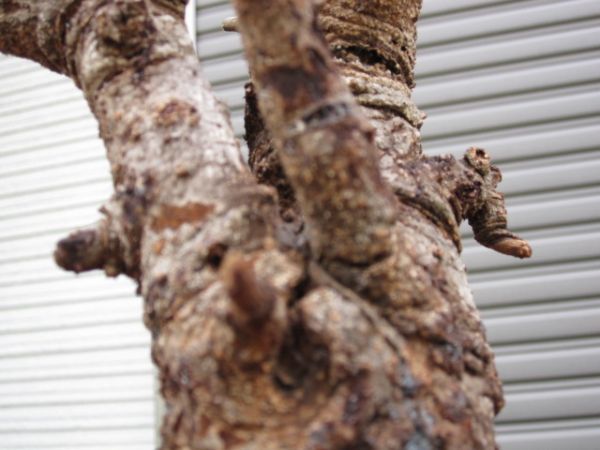 観葉植物 No.1794 発根済み ボスウェリア ネグレクタ ver.ブラック