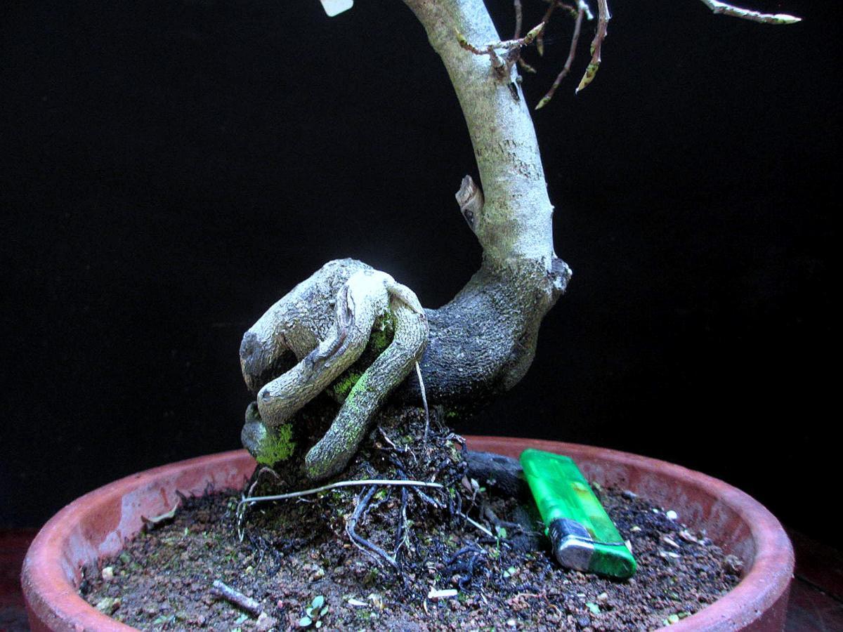 福助　星空／ホシゾラ　老爺柿　樹高４６㎝　　委託品　黄実　太幹　根芸　荒素材　９Ｂ２１９９２